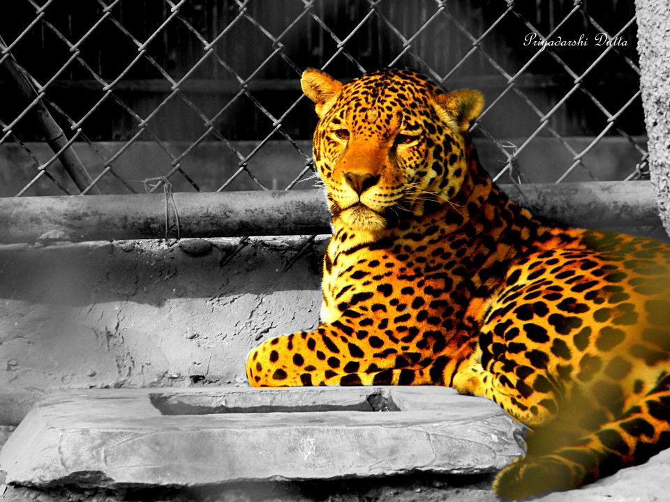 A majestic cat at the Delhi zoo