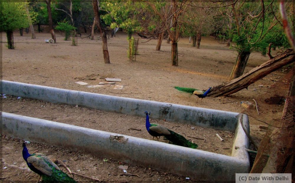 Peacocks at the Deer Park in Hauz Khas Village